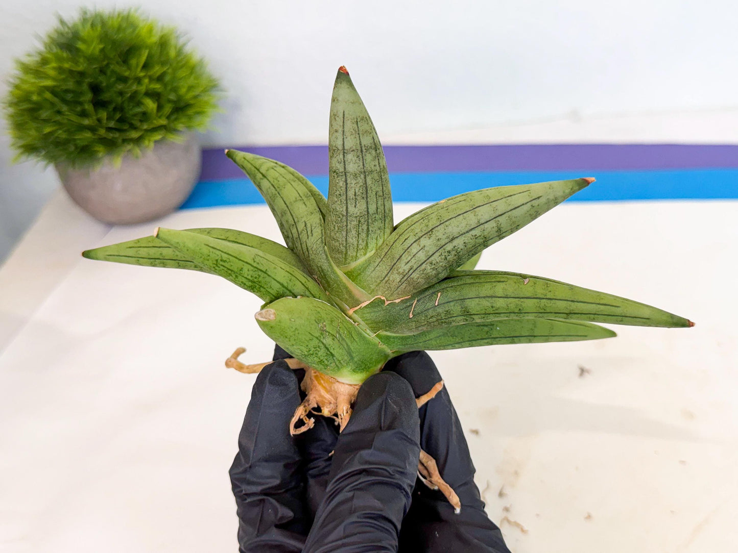 Sansevieria Supper Chubby (ca2) (r) | Sale