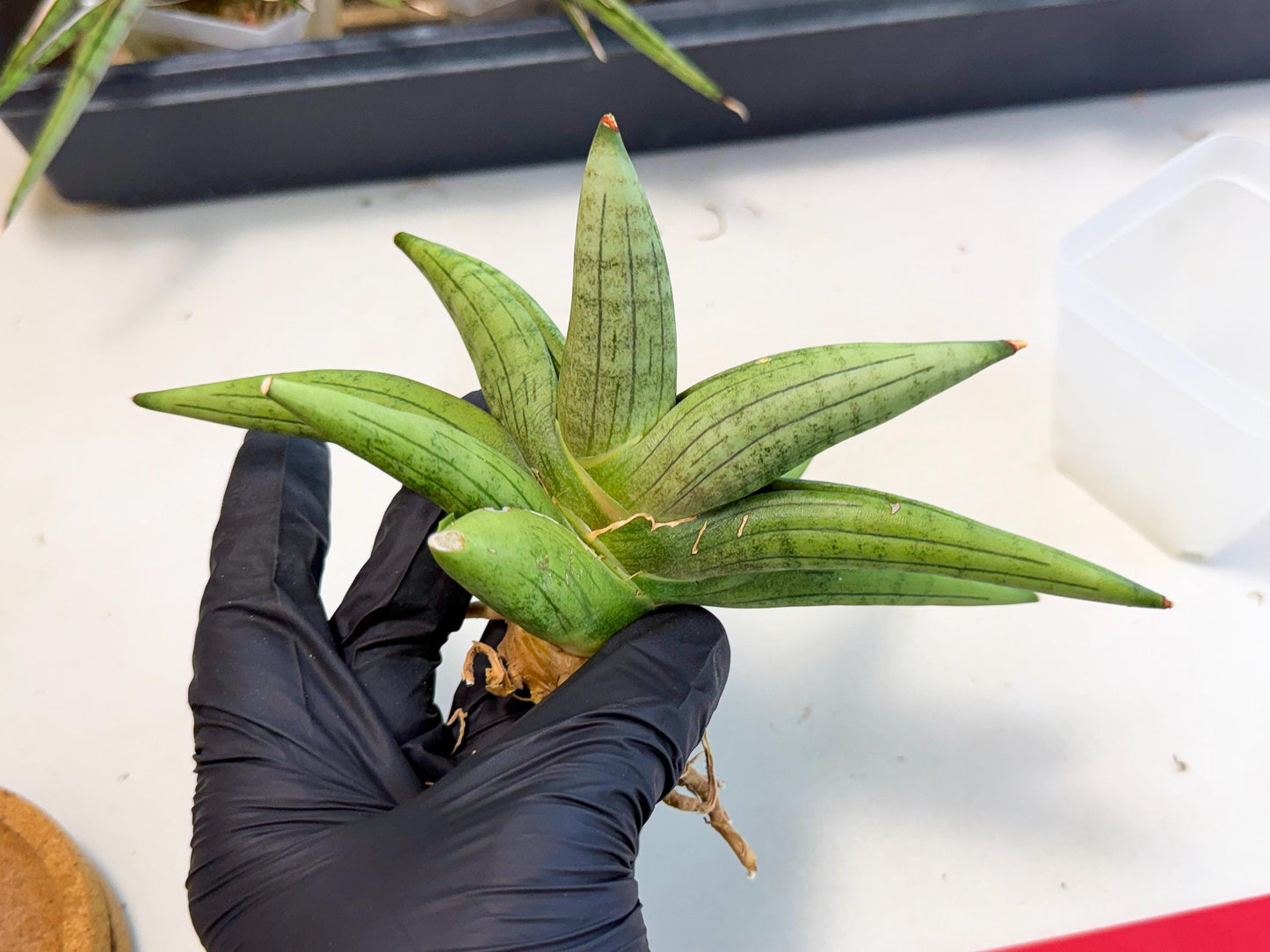 Sansevieria Supper Chubby (ca2) (r) | Sale