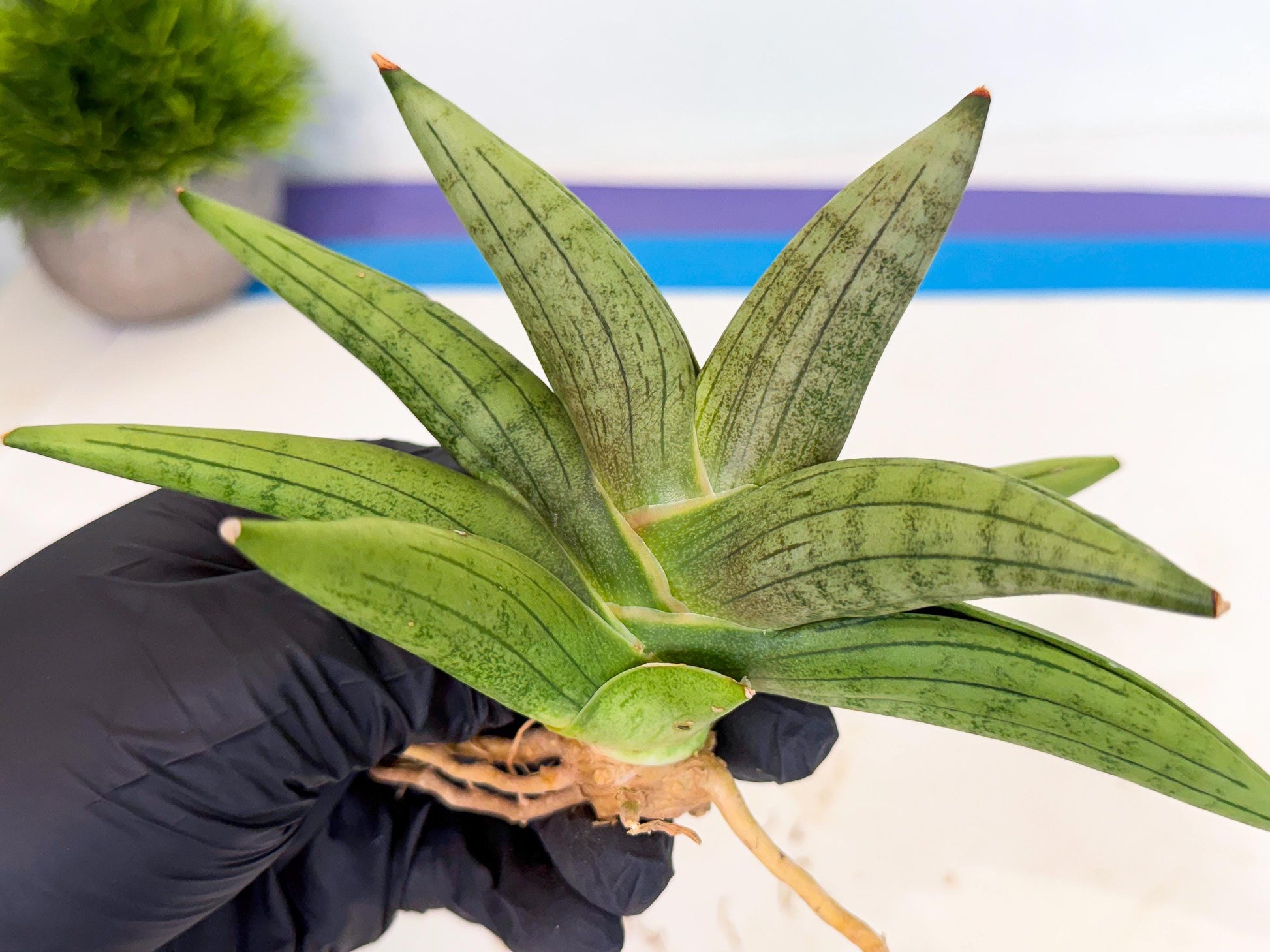 Sansevieria Supper Chubby (ca2) (r) | Sale