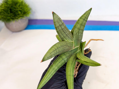 Sansevieria Supper Chubby (ca2) (r) | Sale