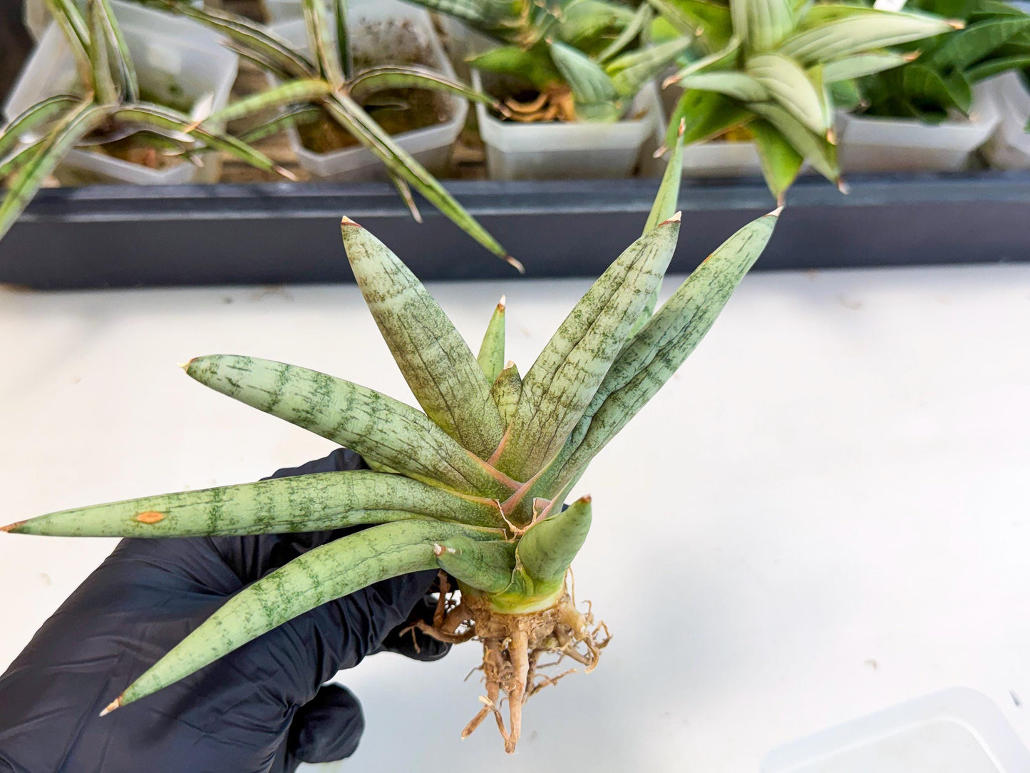 Sansevieria NangFon (ca2) (g) | Imported Sansevieria