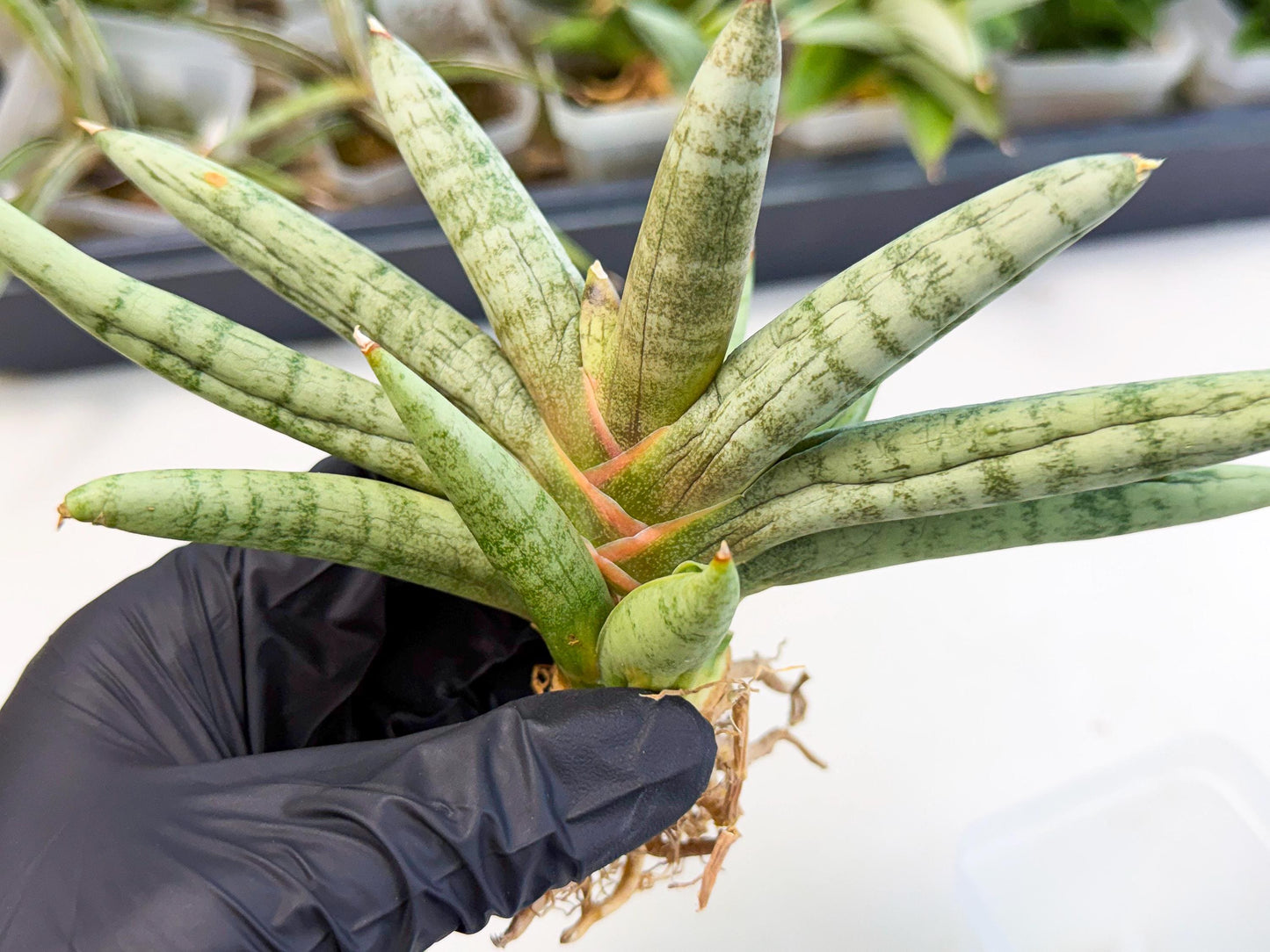 Sansevieria NangFon (ca2) (g) | Imported Sansevieria