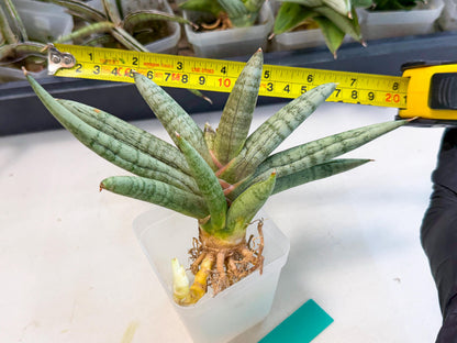 Sansevieria NangFon (ca2) (g) | Imported Sansevieria