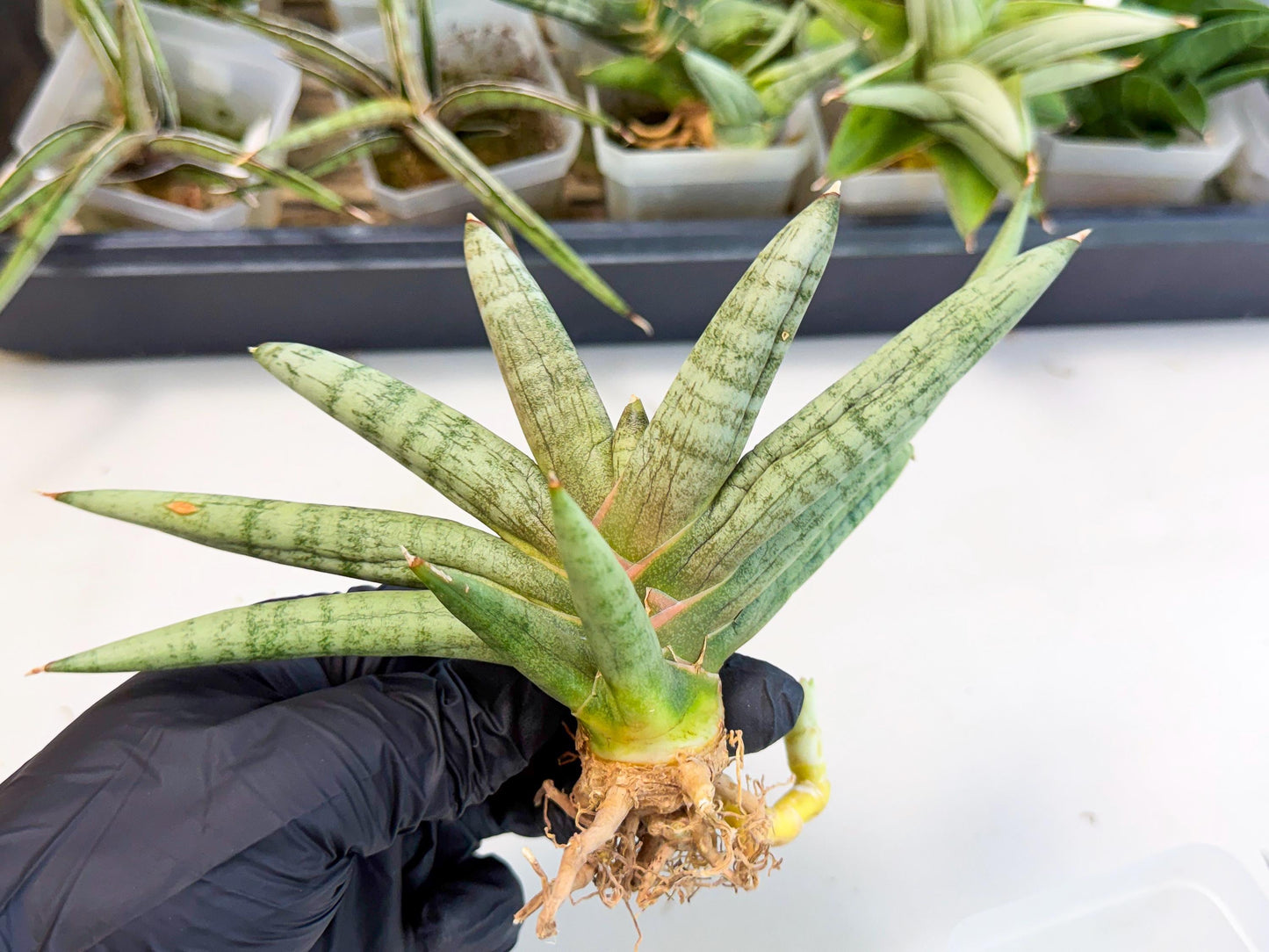 Sansevieria NangFon (ca2) (g) | Imported Sansevieria