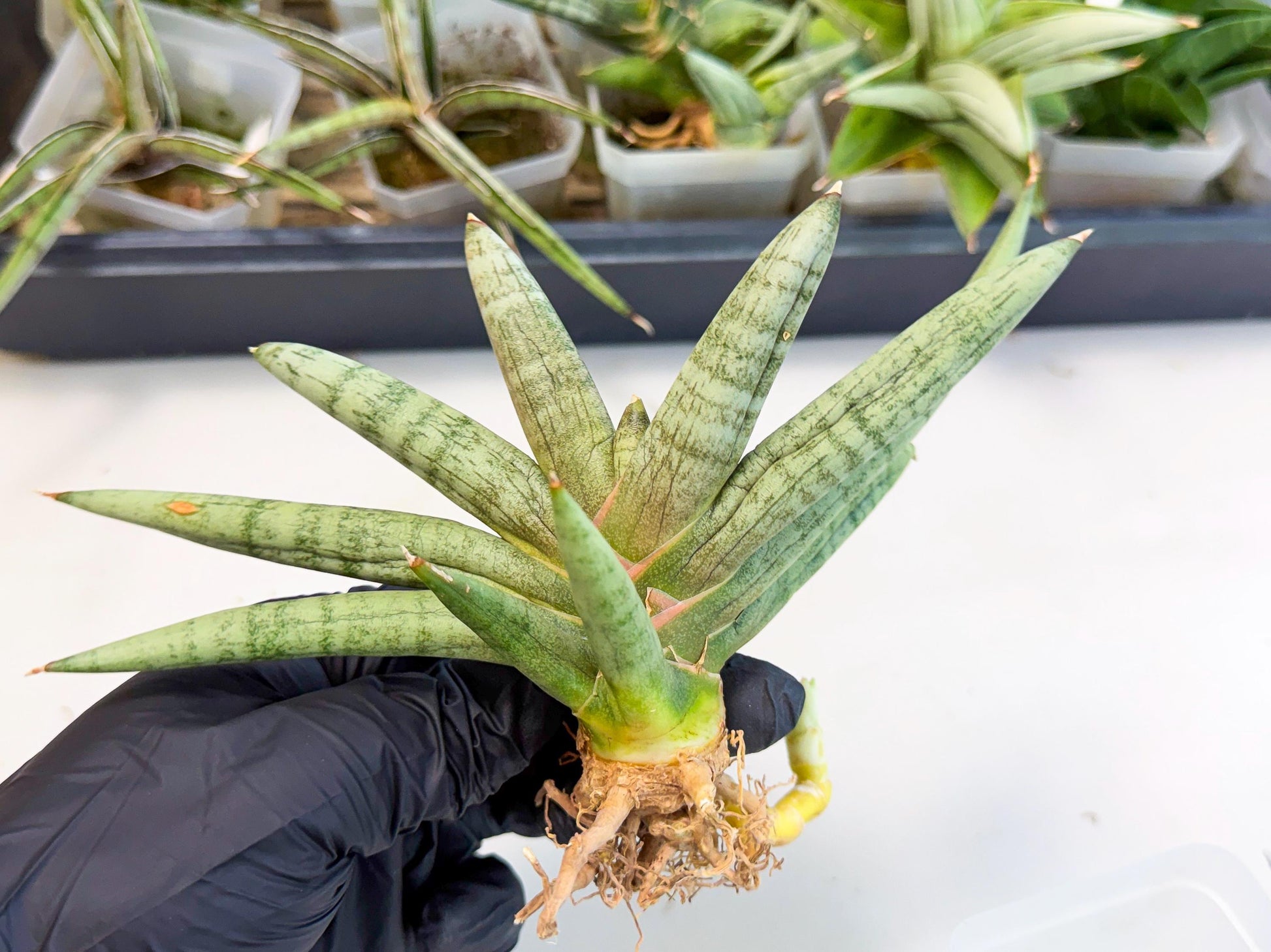 Sansevieria NangFon (ca2) (g) | Imported Sansevieria