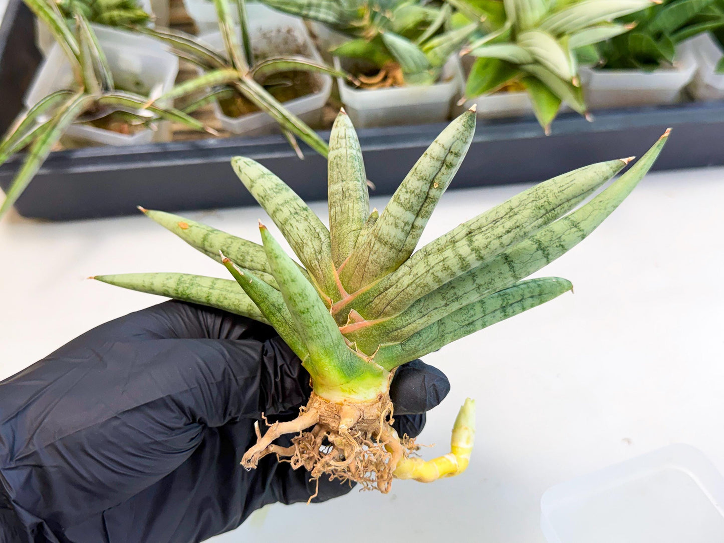 Sansevieria NangFon (ca2) (g) | Imported Sansevieria