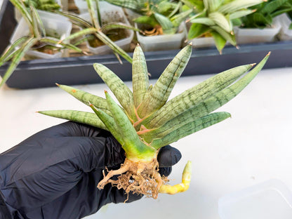Sansevieria NangFon (ca2) (g) | Imported Sansevieria