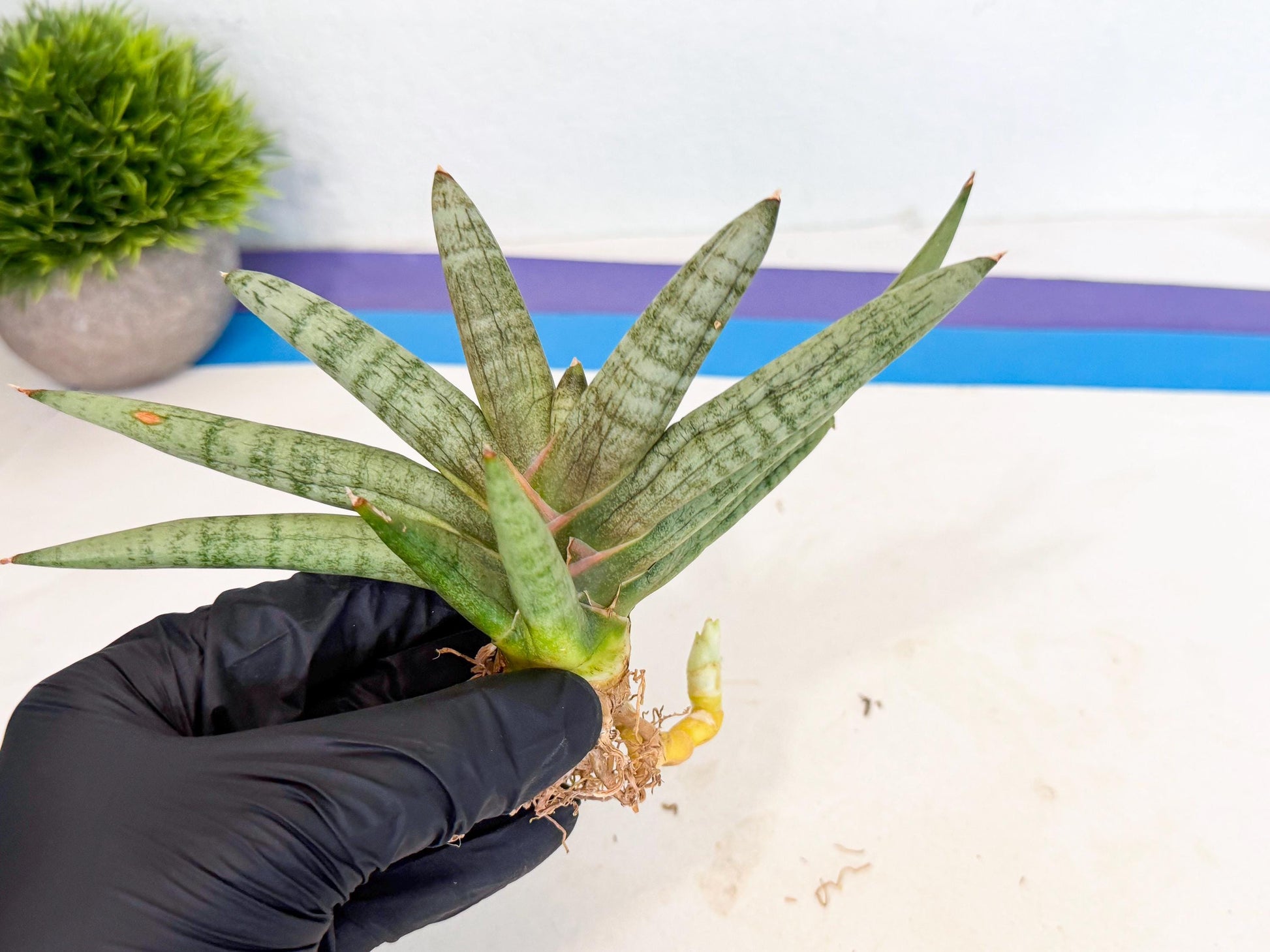 Sansevieria NangFon (ca2) (g) | Imported Sansevieria