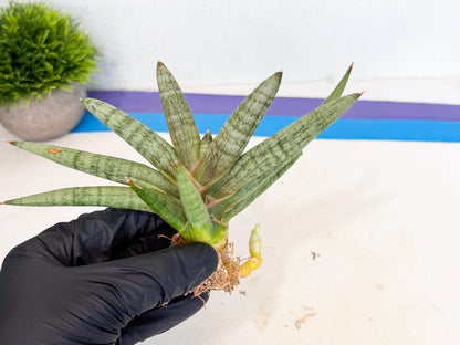 Sansevieria NangFon (ca2) (g) | Imported Sansevieria