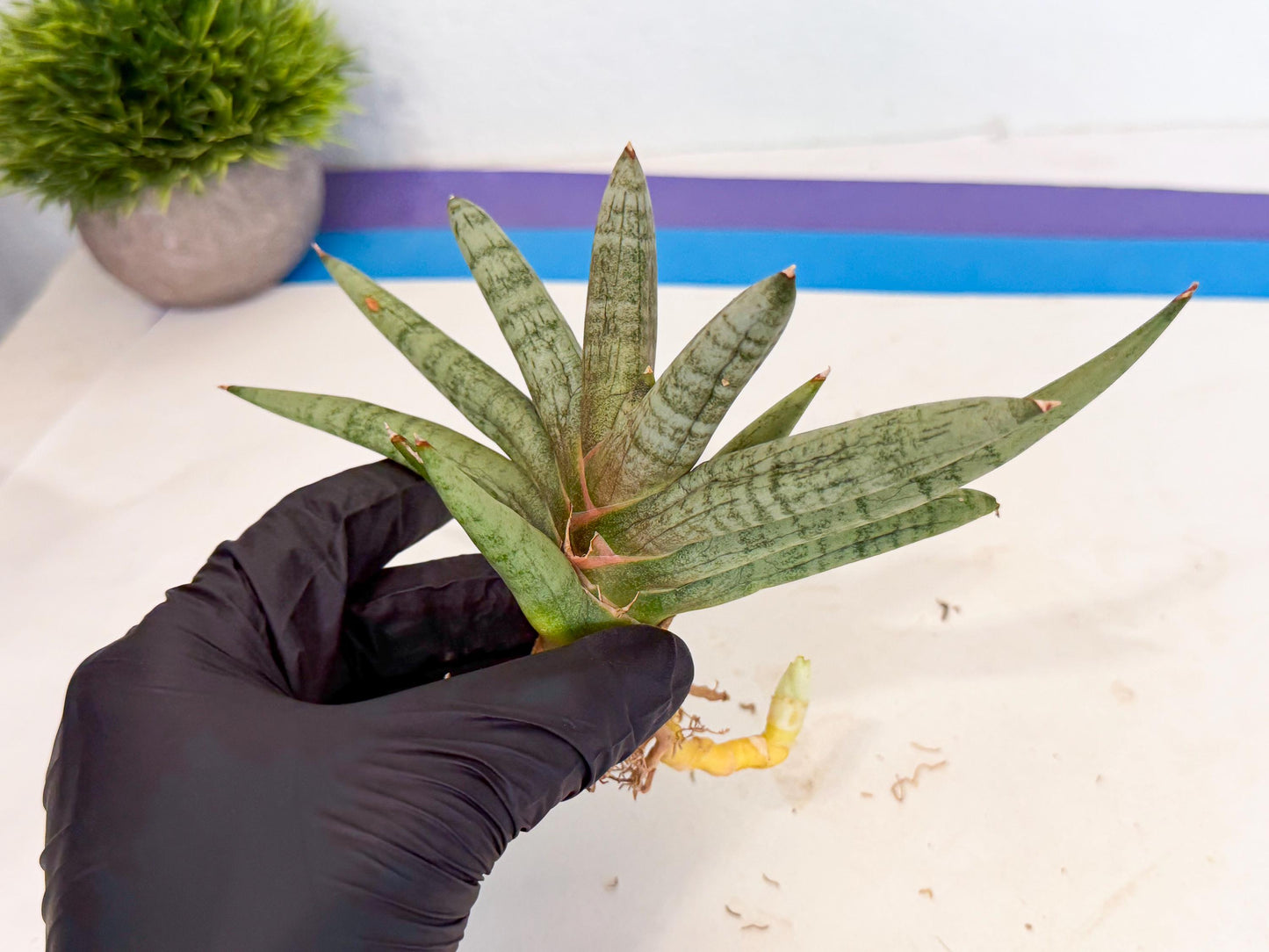 Sansevieria NangFon (ca2) (g) | Imported Sansevieria