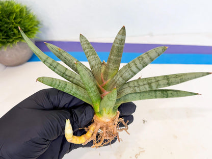 Sansevieria NangFon (ca2) (g) | Imported Sansevieria