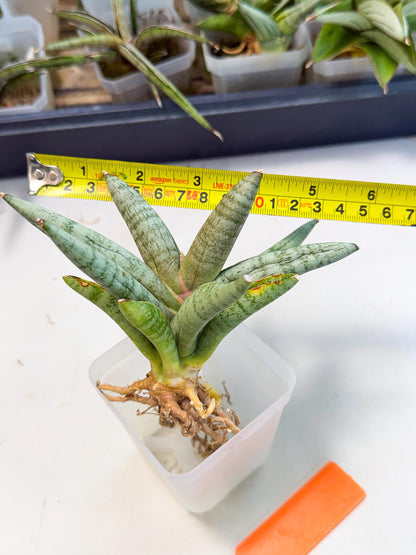 Sansevieria NangFon (ca2) (o) | Imported Sansevieria
