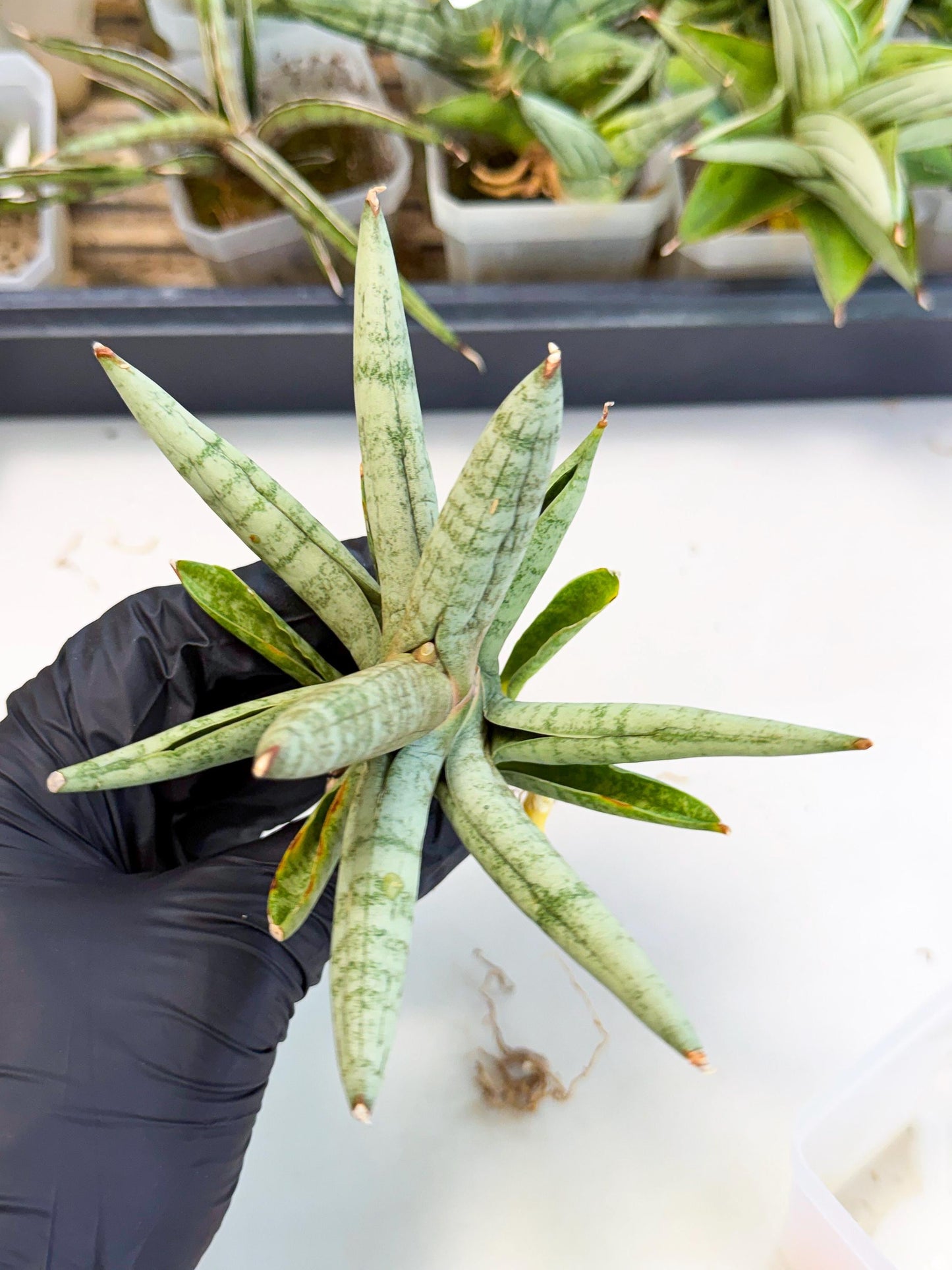 Sansevieria NangFon (ca2) (o) | Imported Sansevieria