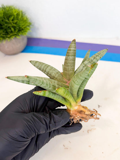 Sansevieria NangFon (ca2) (o) | Imported Sansevieria