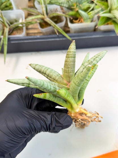 Sansevieria NangFon (ca2) (o) | Imported Sansevieria