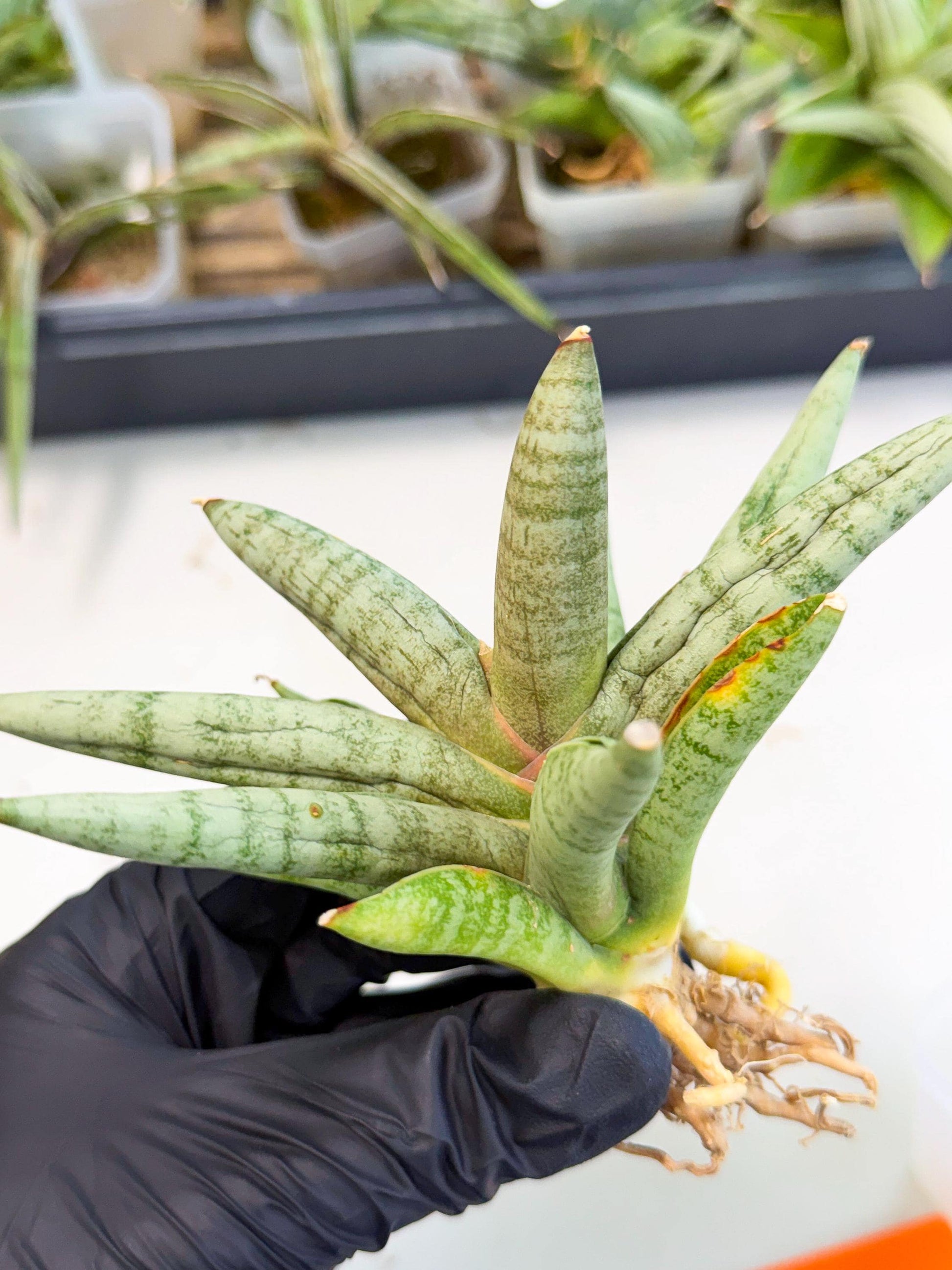 Sansevieria NangFon (ca2) (o) | Imported Sansevieria
