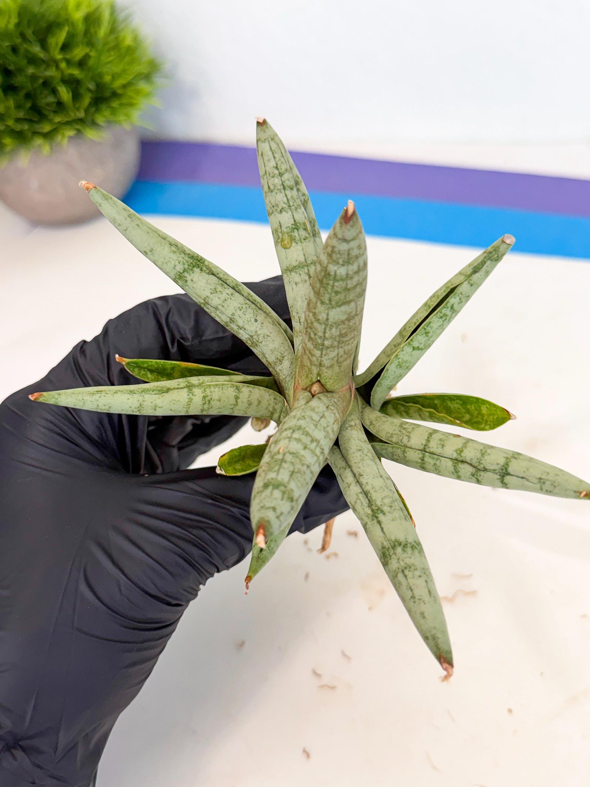 Sansevieria NangFon (ca2) (o) | Imported Sansevieria
