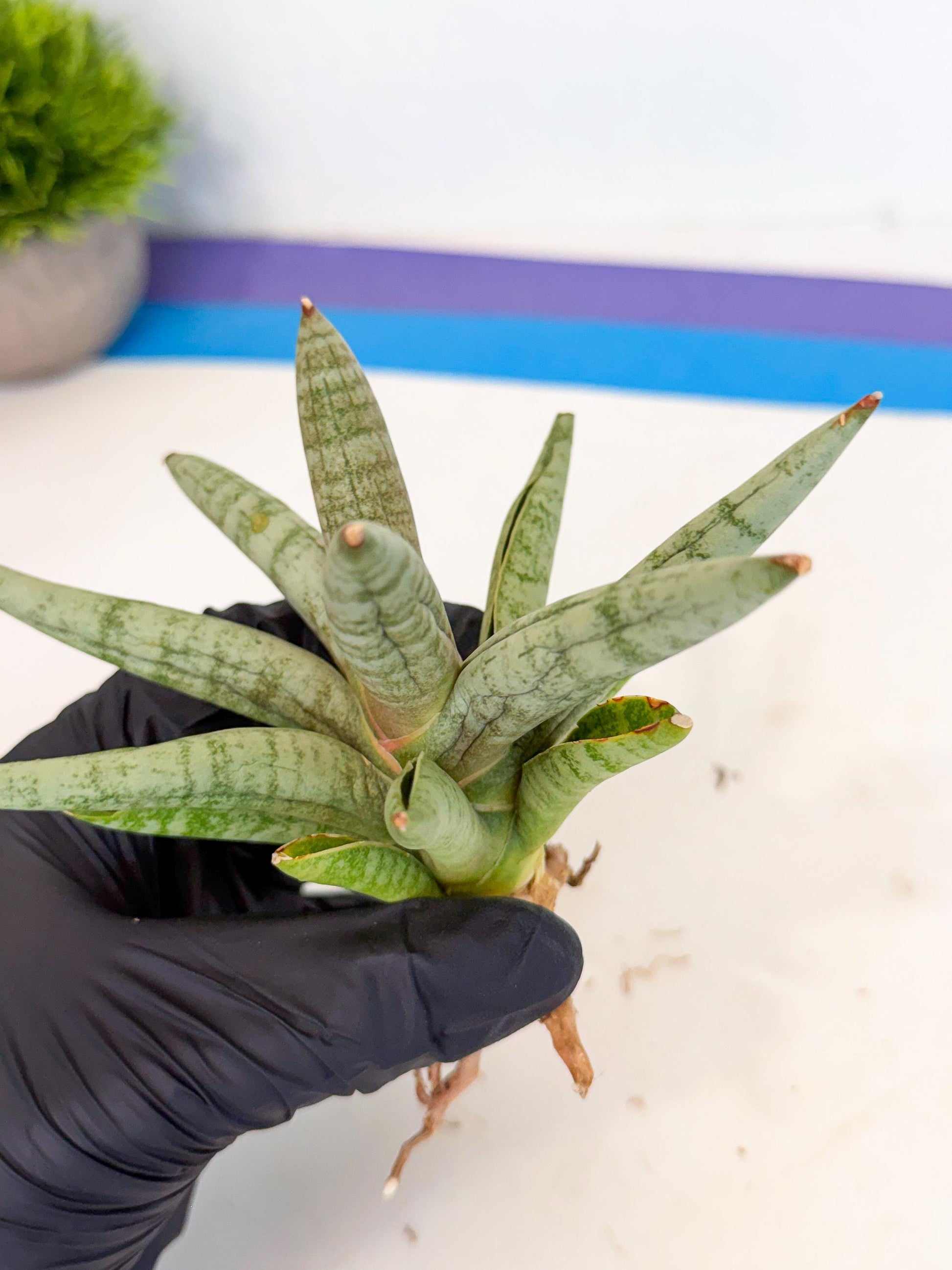 Sansevieria NangFon (ca2) (o) | Imported Sansevieria