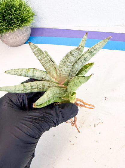 Sansevieria NangFon (ca2) (o) | Imported Sansevieria