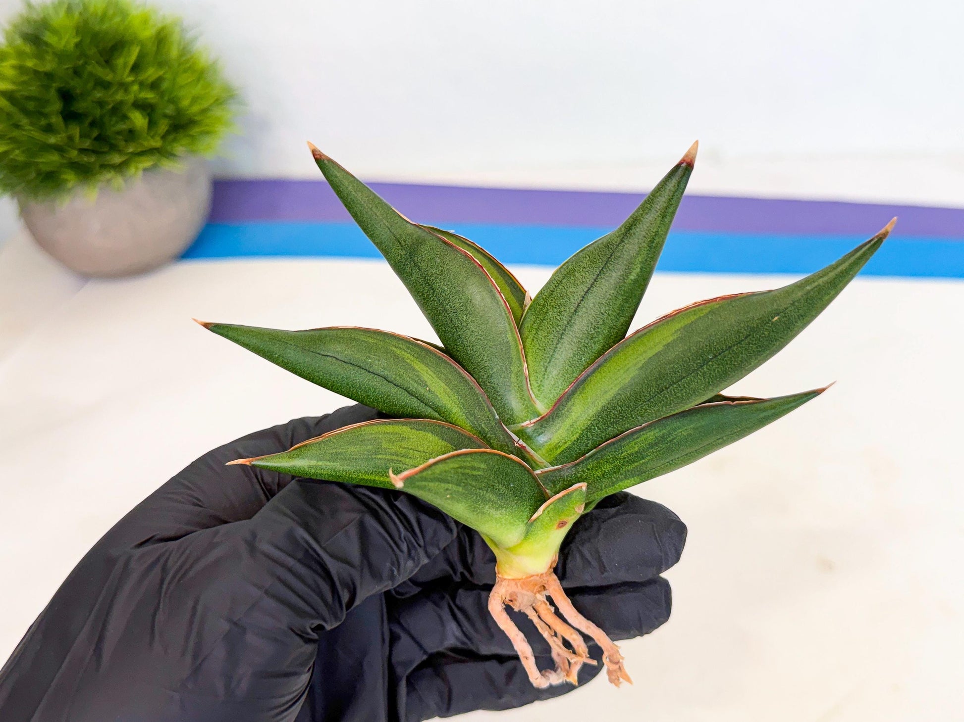Sansevieria Sawasdee Var (ca2) (1) | Imported House Plants