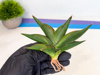 Sansevieria Sawasdee Var (ca2) (1) | Imported House Plants