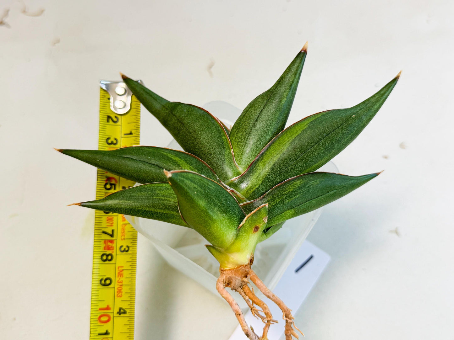 Sansevieria Sawasdee Var (ca2) (1) | Imported House Plants