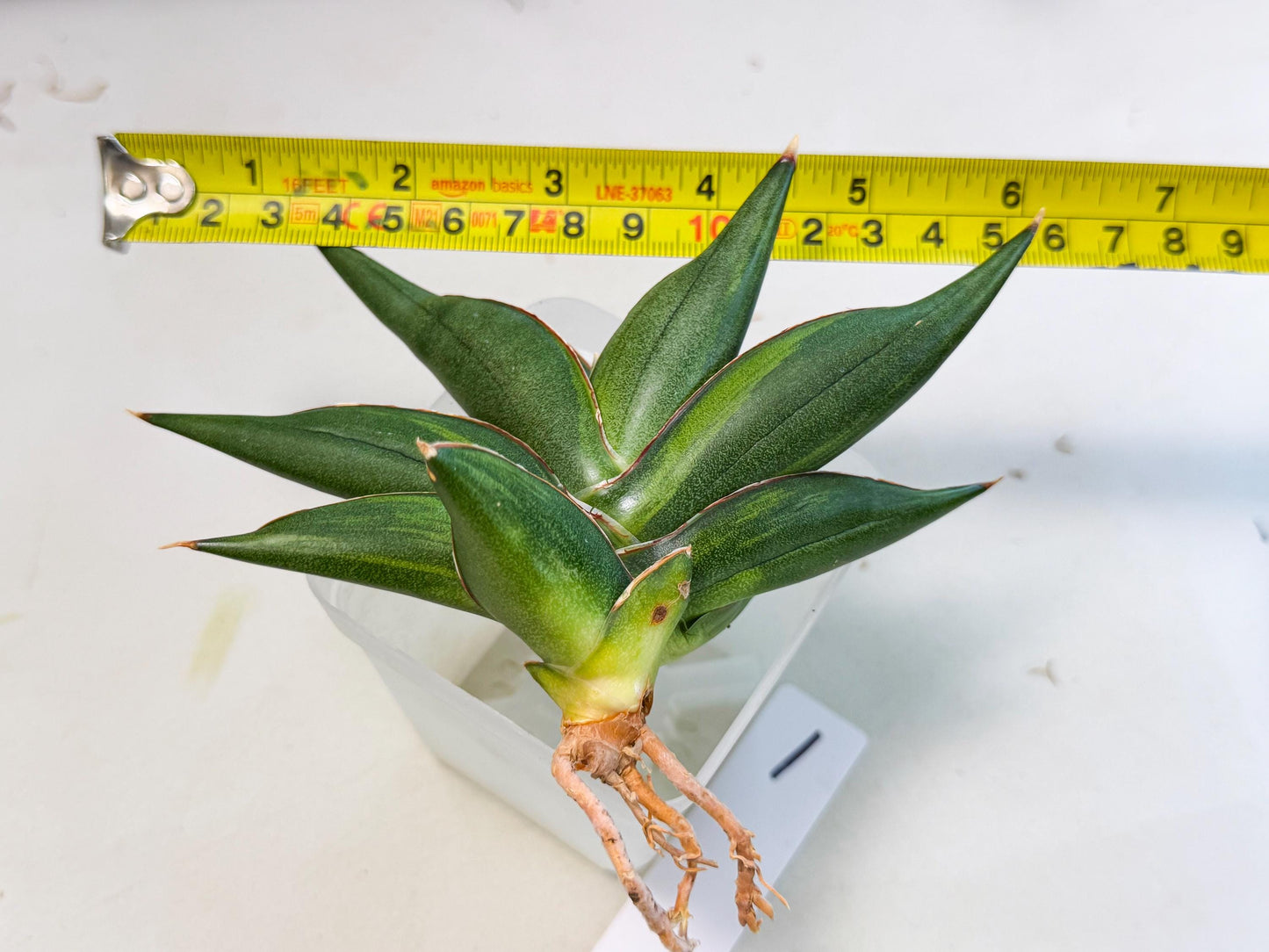 Sansevieria Sawasdee Var (ca2) (1) | Imported House Plants