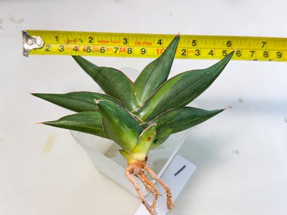 Sansevieria Sawasdee Var (ca2) (1) | Imported House Plants