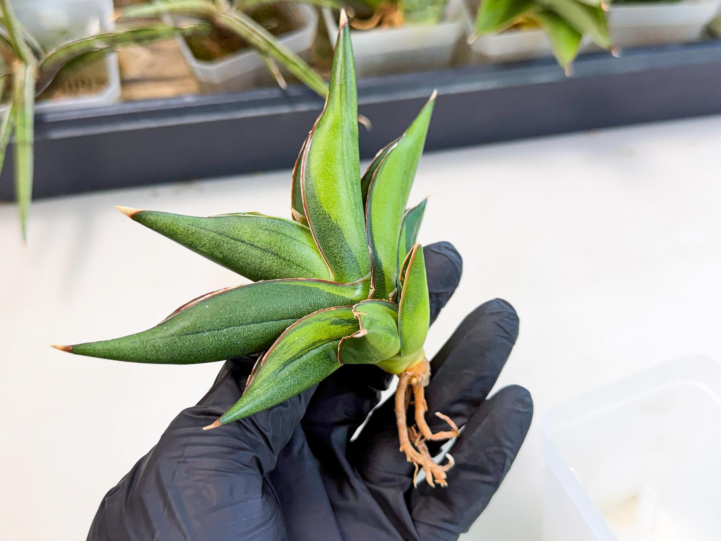 Sansevieria Sawasdee Var (ca2) (1) | Imported House Plants