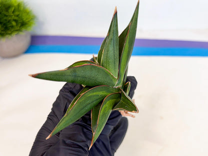 Sansevieria Sawasdee Var (ca2) (1) | Imported House Plants