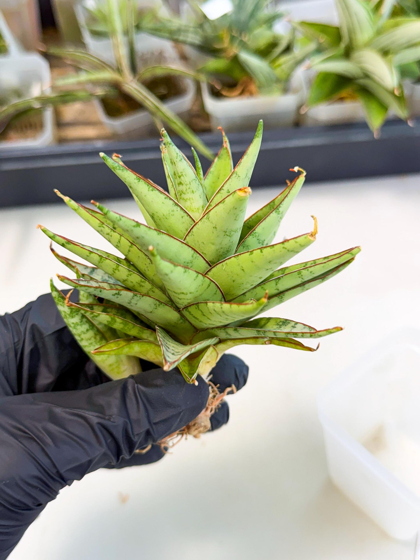 Sansevieria Dararai (Ca2) (3) | Imported Sansevieria