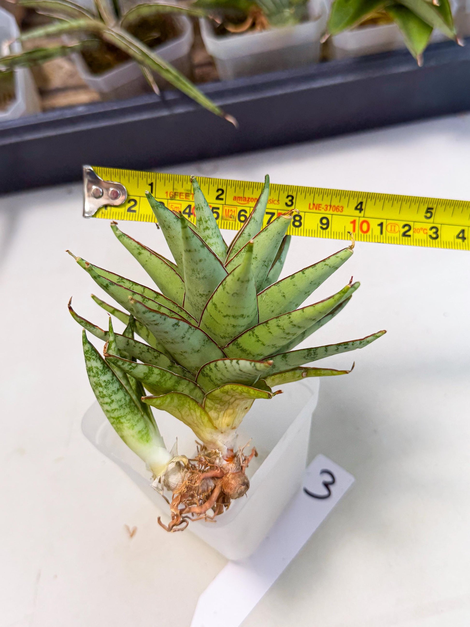 Sansevieria Dararai (Ca2) (3) | Imported Sansevieria