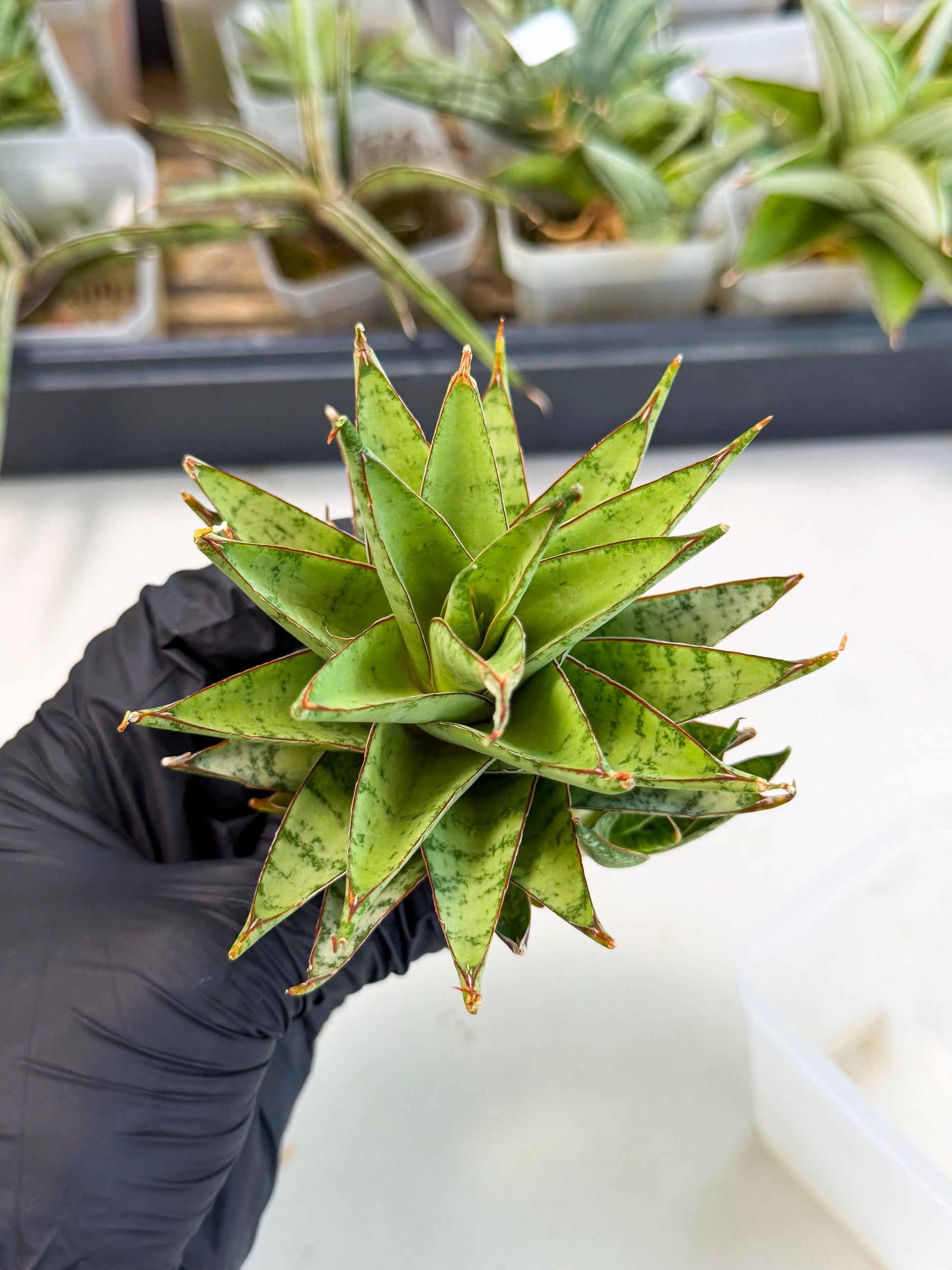 Sansevieria Dararai (Ca2) (3) | Imported Sansevieria