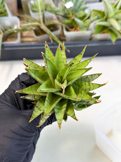 Sansevieria Dararai (Ca2) (3) | Imported Sansevieria