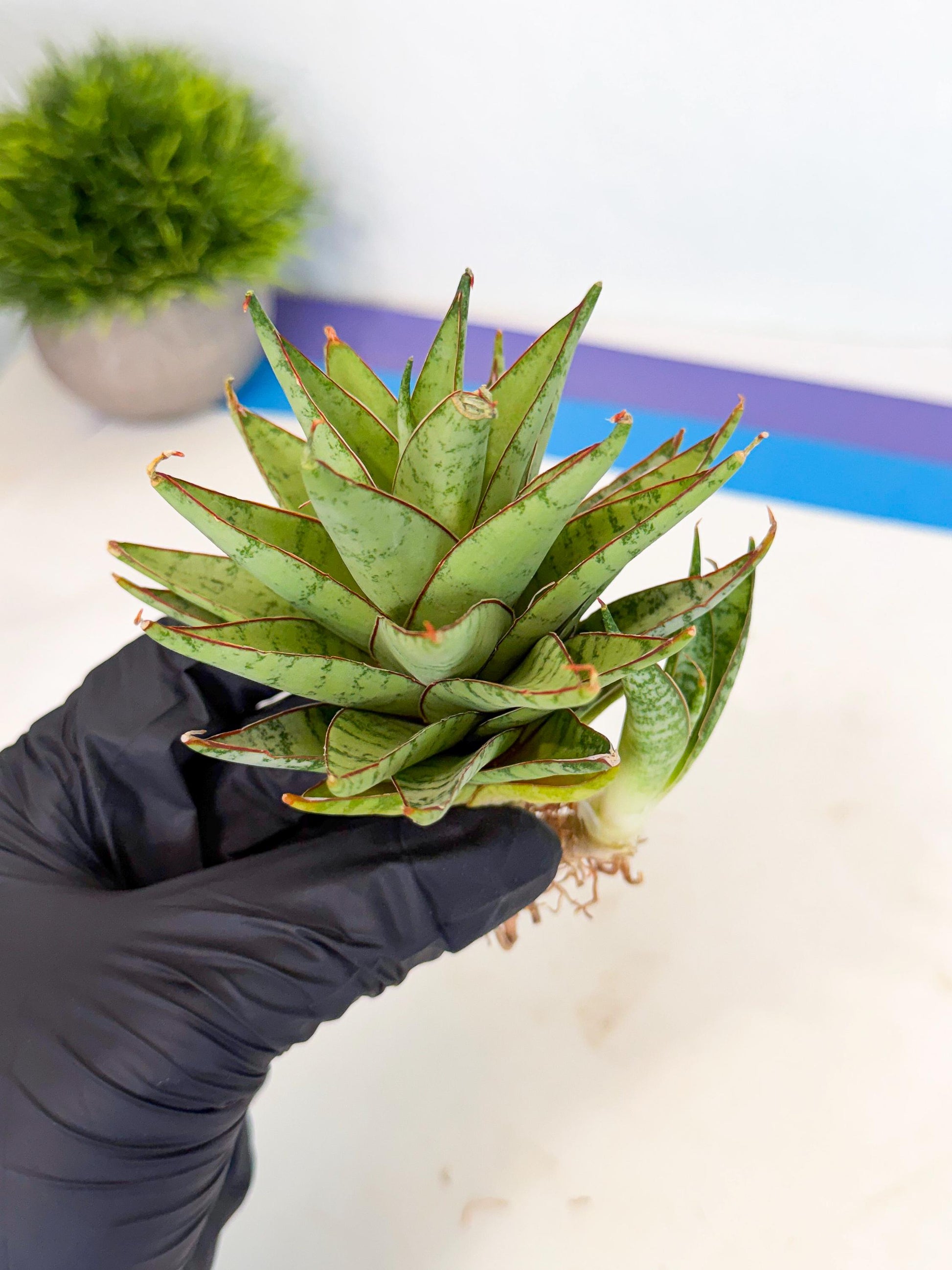 Sansevieria Dararai (Ca2) (3) | Imported Sansevieria