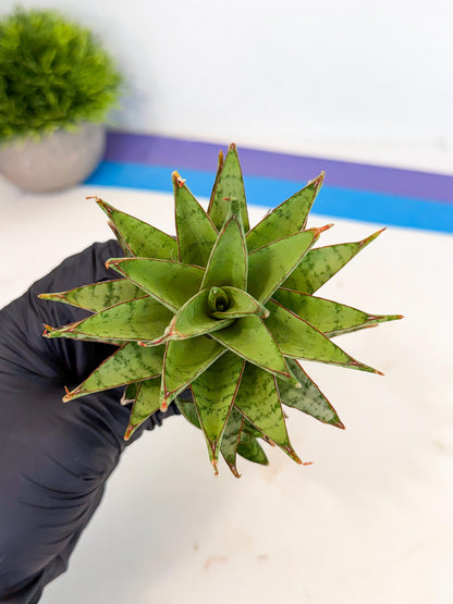 Sansevieria Dararai (Ca2) (3) | Imported Sansevieria