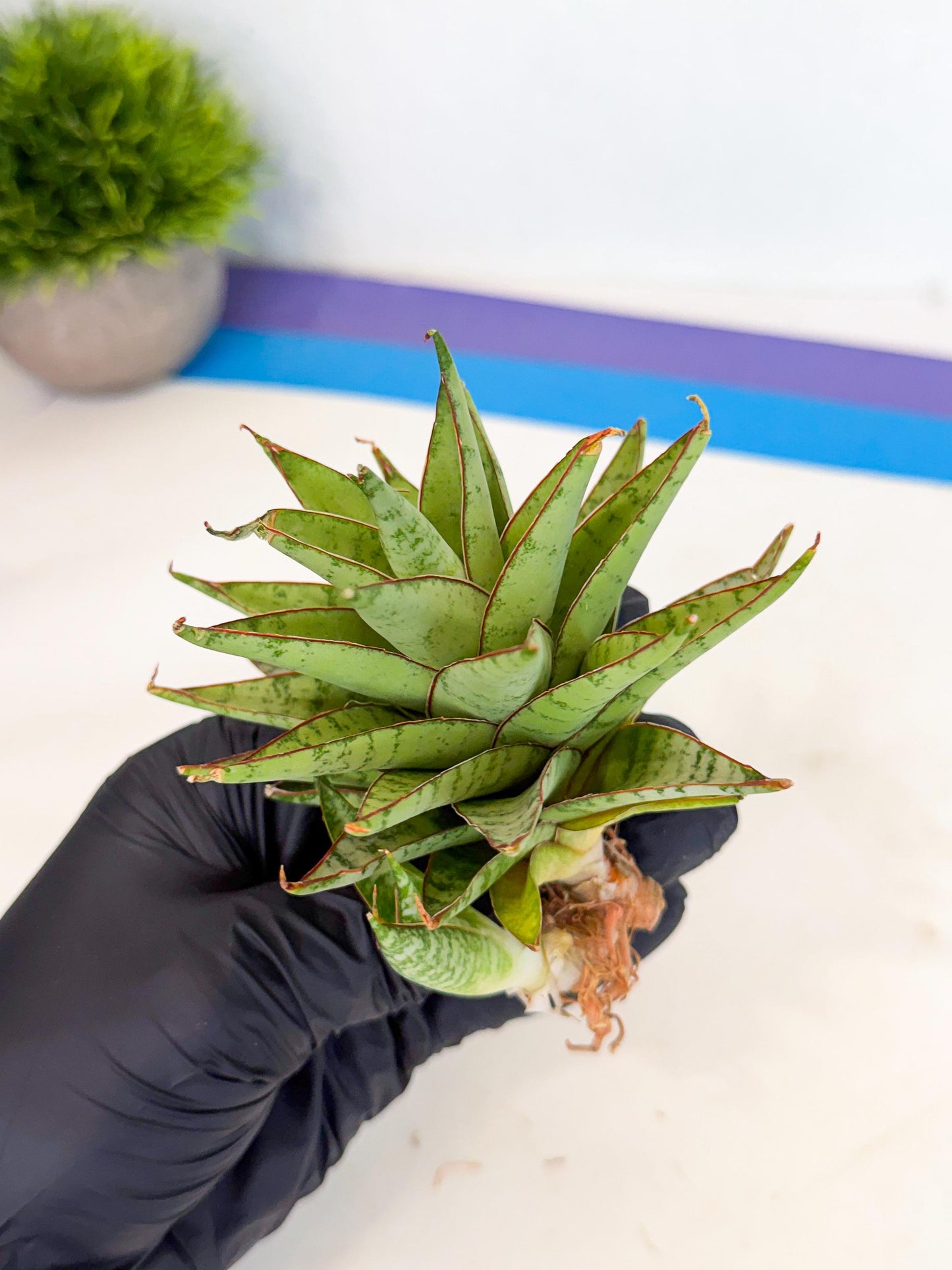 Sansevieria Dararai (Ca2) (3) | Imported Sansevieria