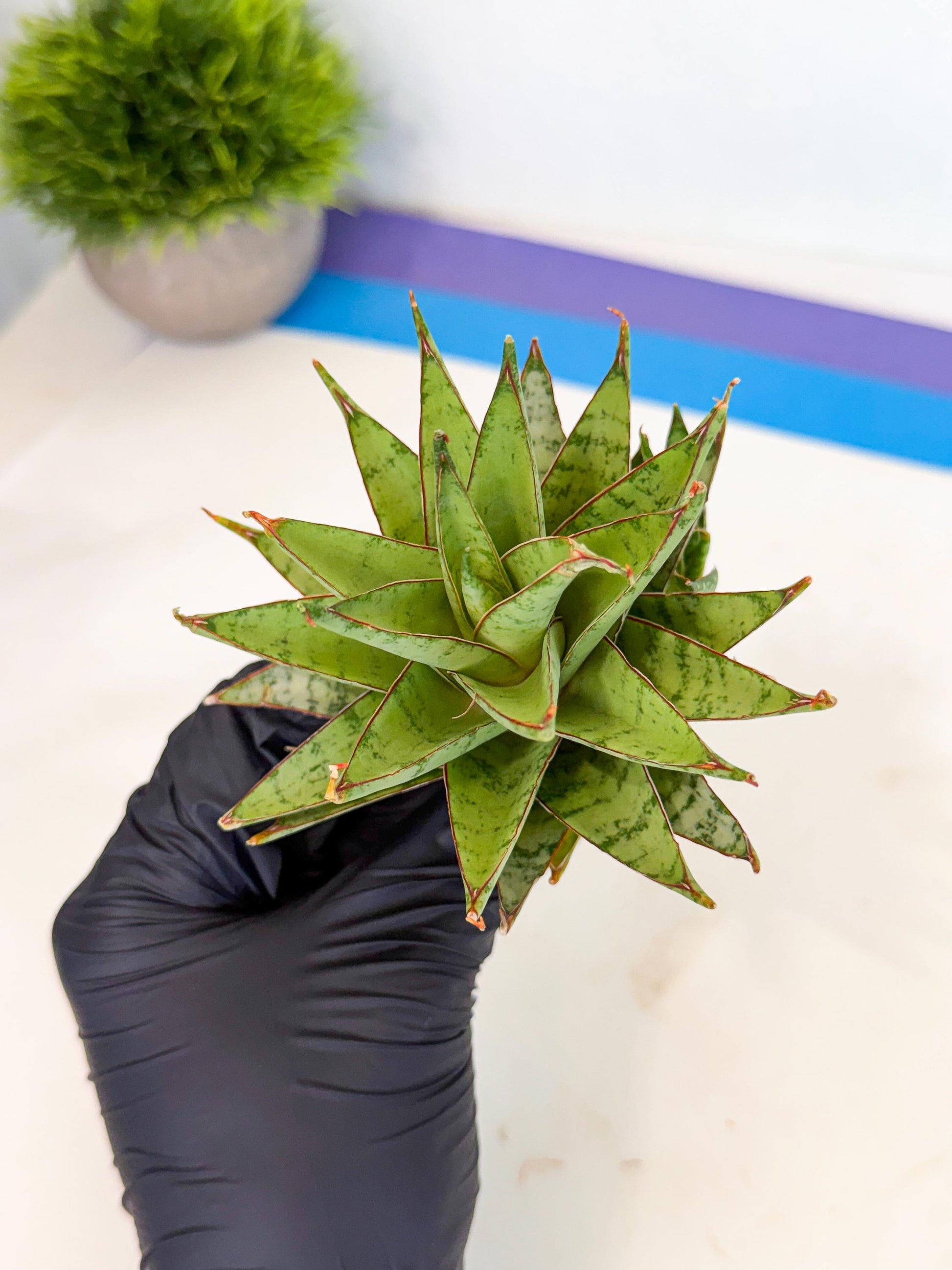 Sansevieria Dararai (Ca2) (3) | Imported Sansevieria