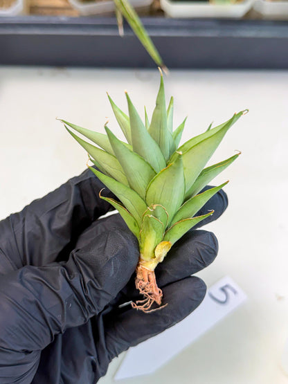 Sansevieria Helen (ca2) (5) | Rare Plant