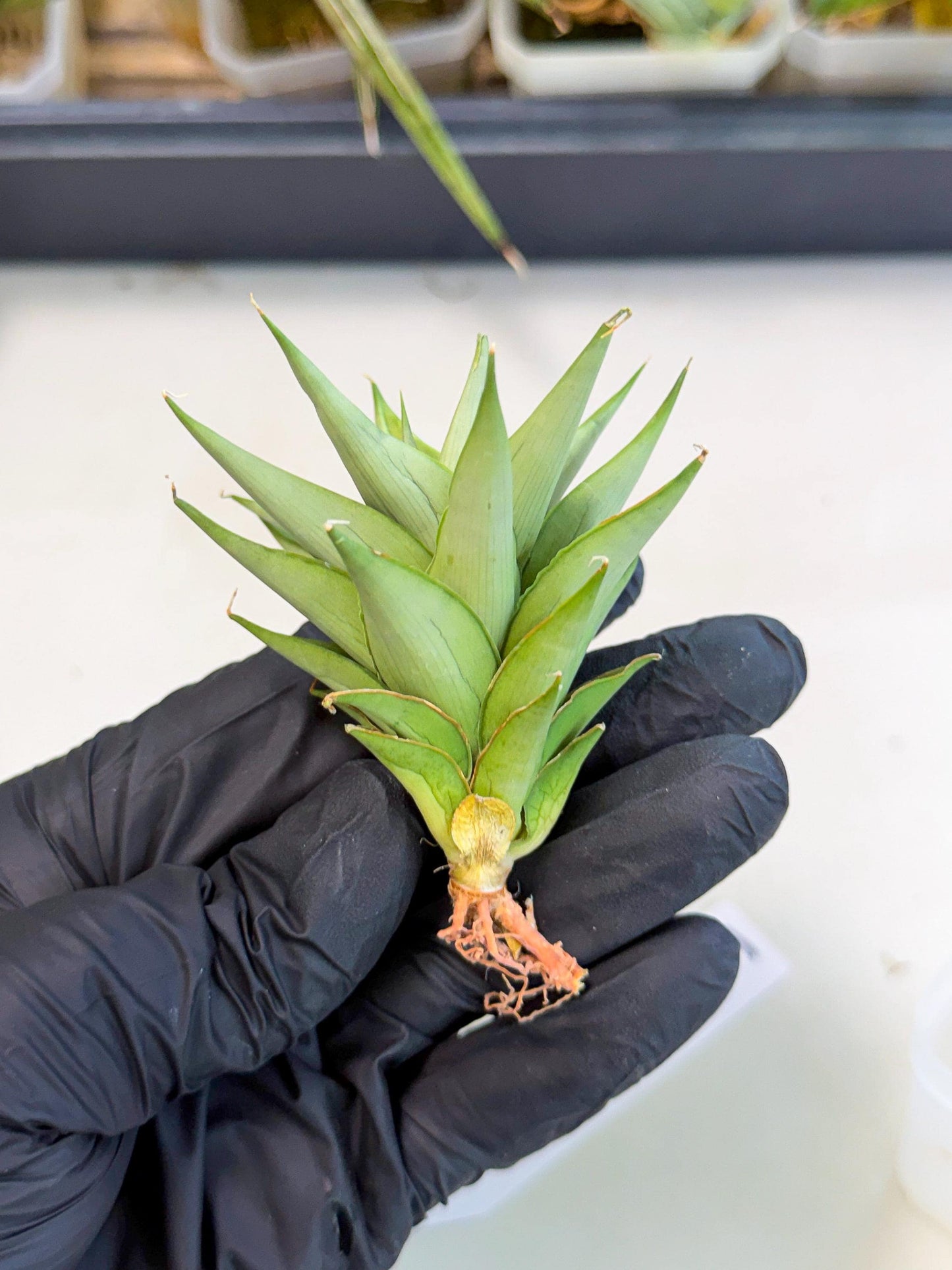 Sansevieria Helen (ca2) (5) | Rare Plant