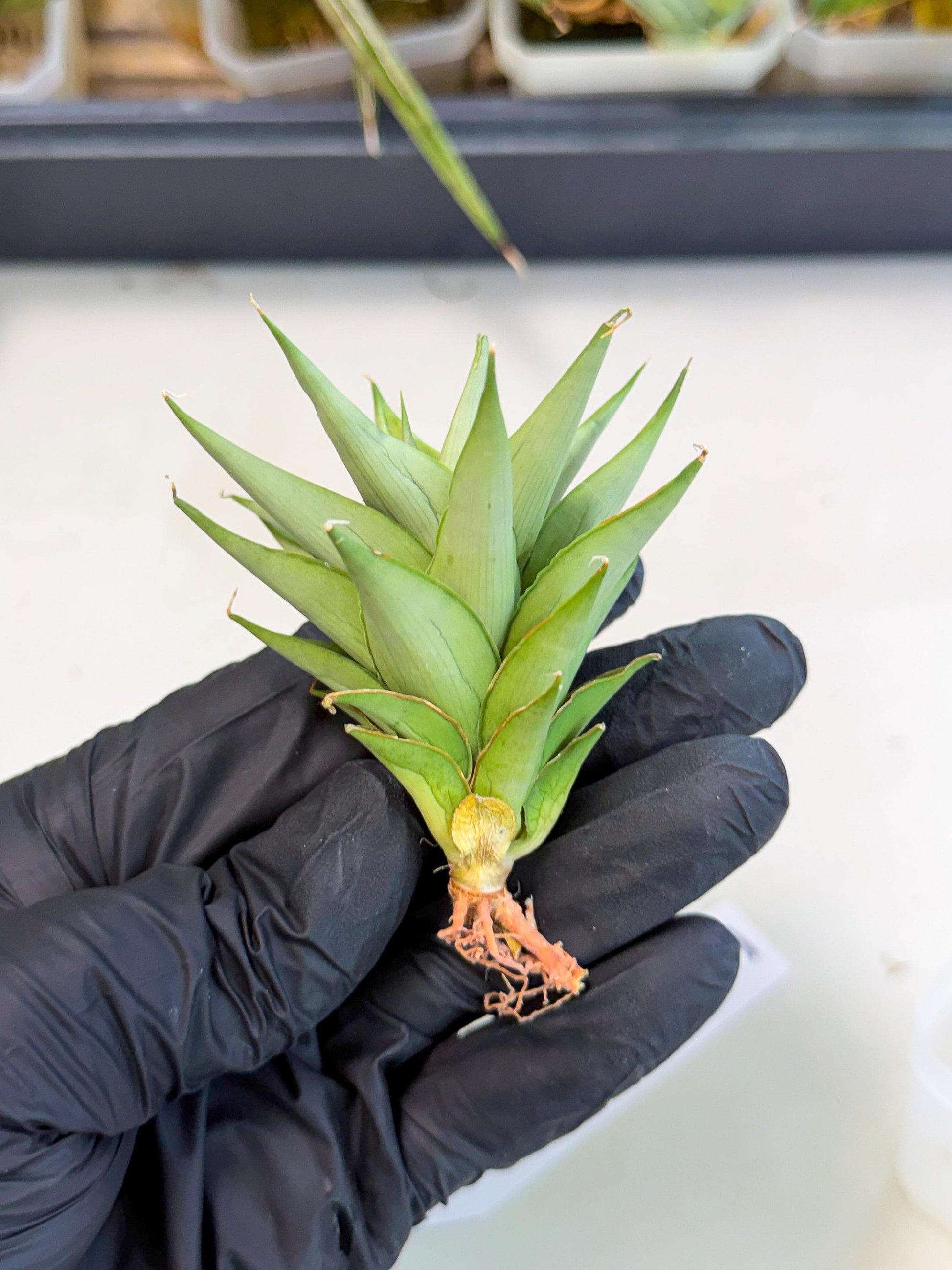 Sansevieria Helen (ca2) (5) | Rare Plant