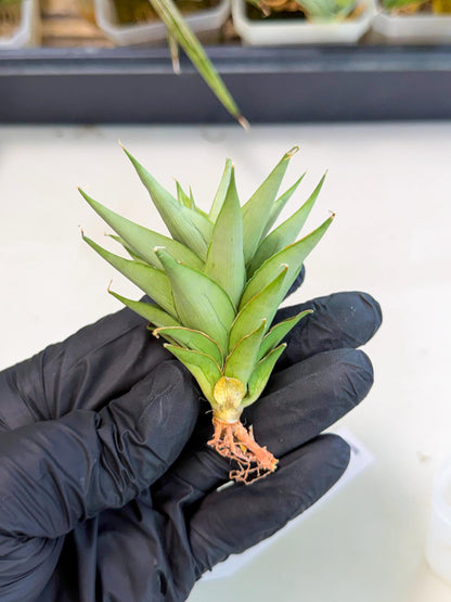 Sansevieria Helen (ca2) (5) | Rare Plant