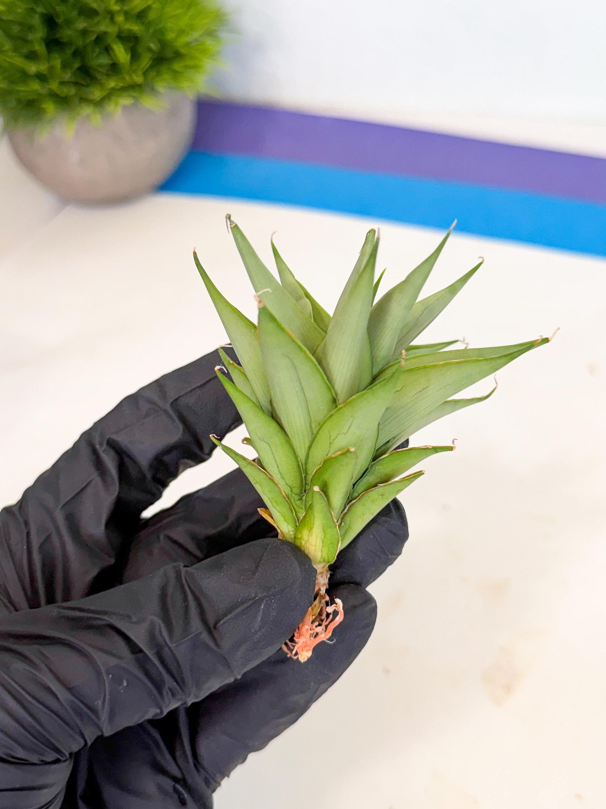 Sansevieria Helen (ca2) (5) | Rare Plant