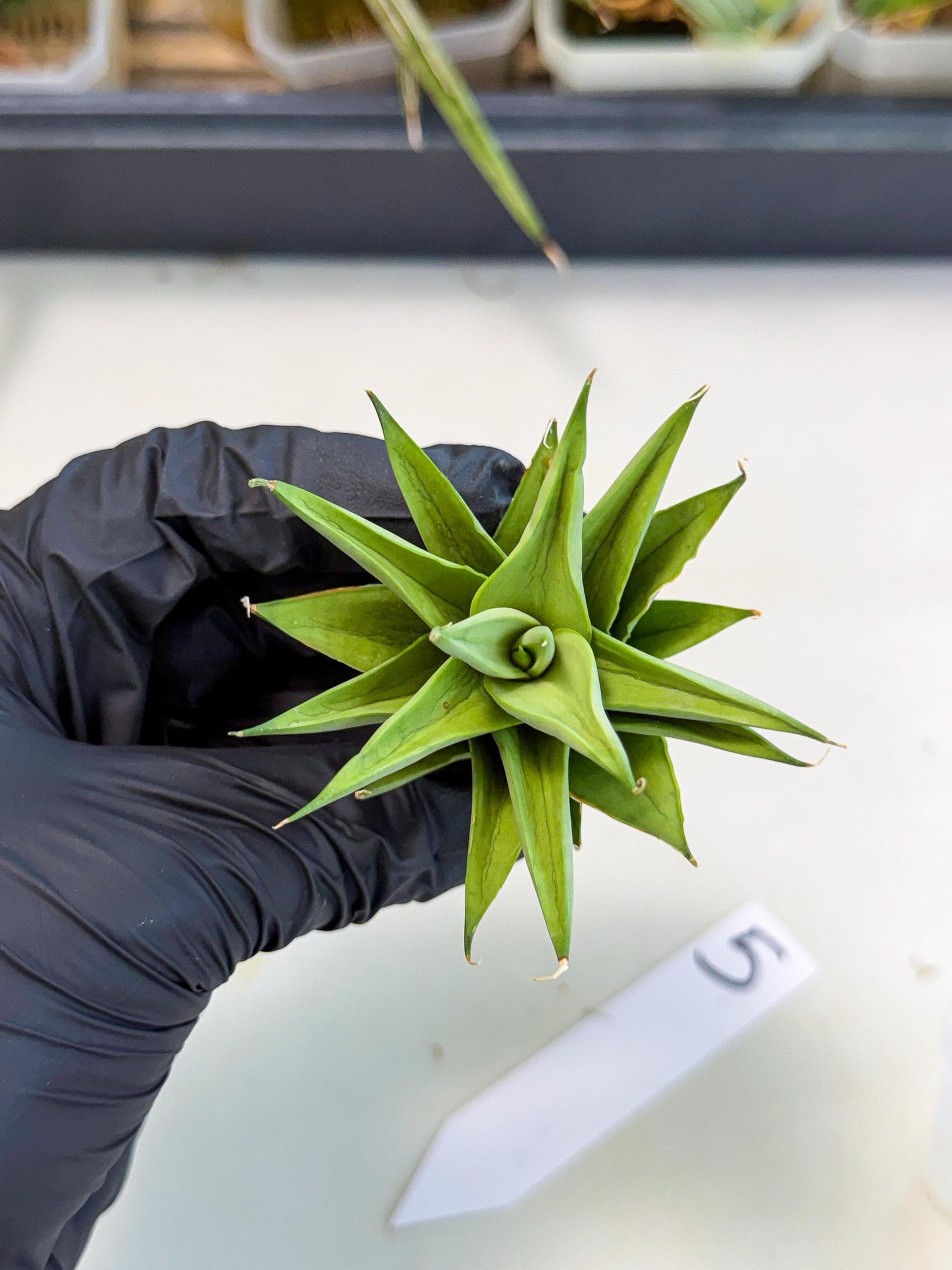 Sansevieria Helen (ca2) (5) | Rare Plant