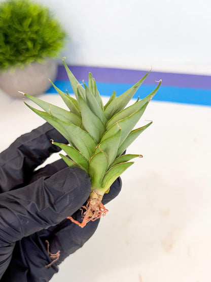 Sansevieria Helen (ca2) (5) | Rare Plant