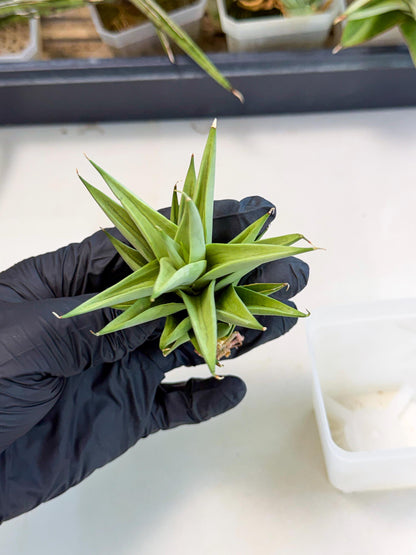 Sansevieria Helen (ca2) (4) | Rare Plant