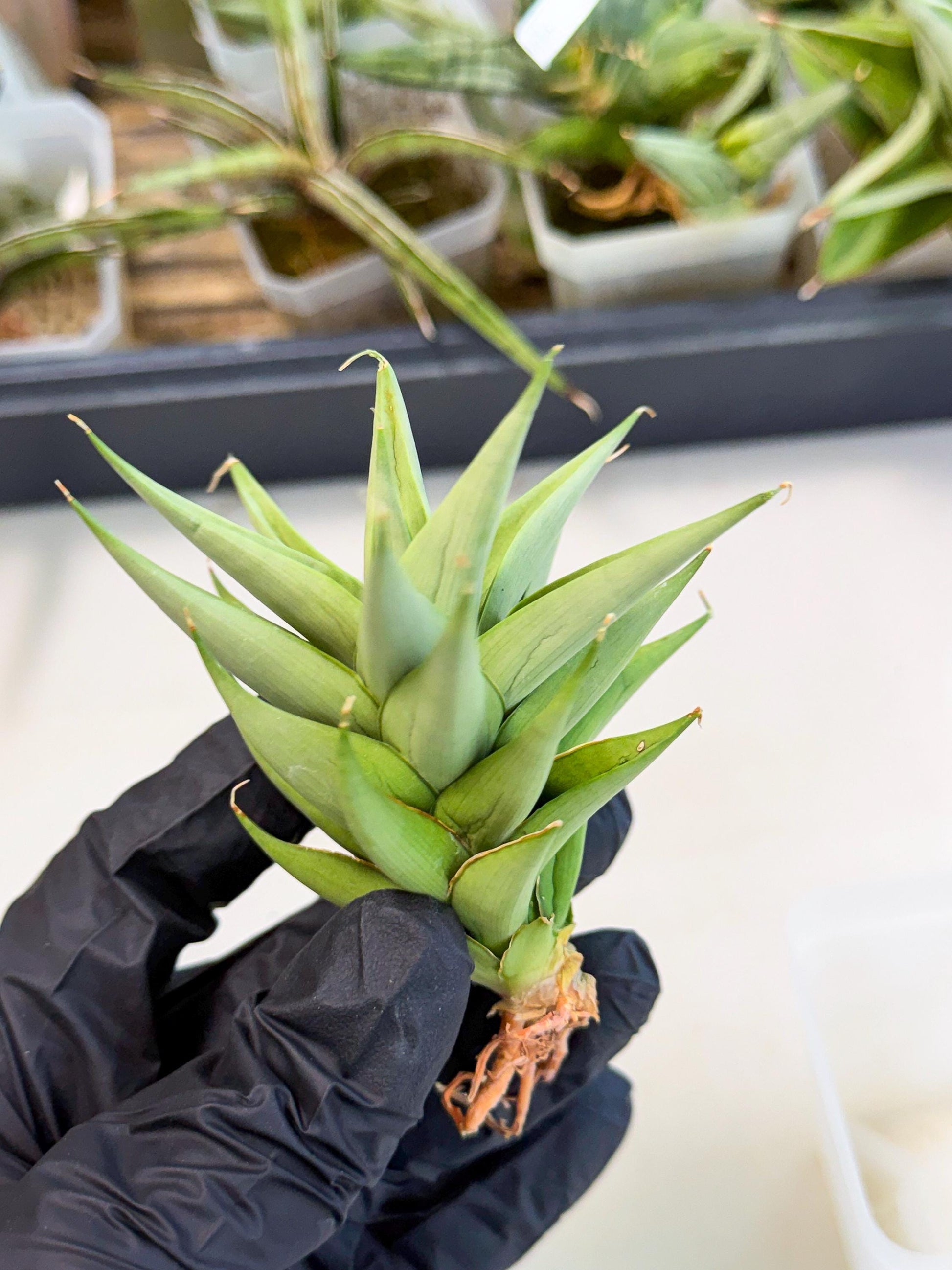 Sansevieria Helen (ca2) (4) | Rare Plant