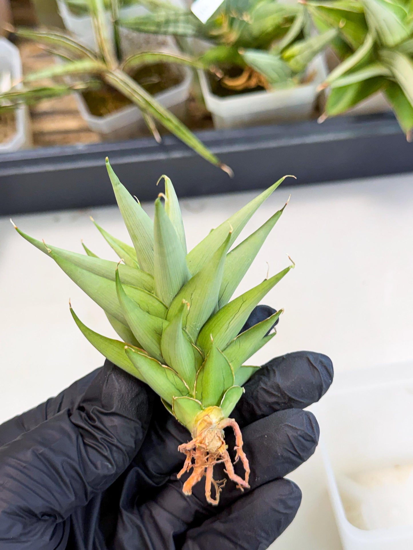 Sansevieria Helen (ca2) (4) | Rare Plant