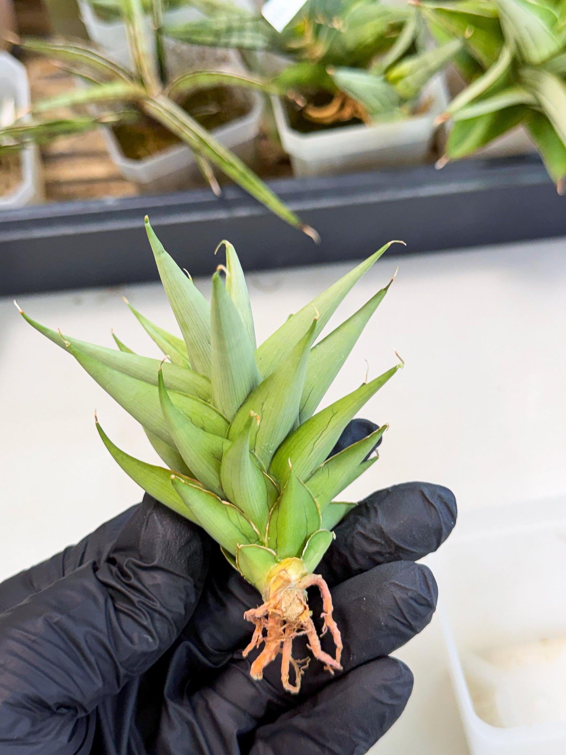 Sansevieria Helen (ca2) (4) | Rare Plant