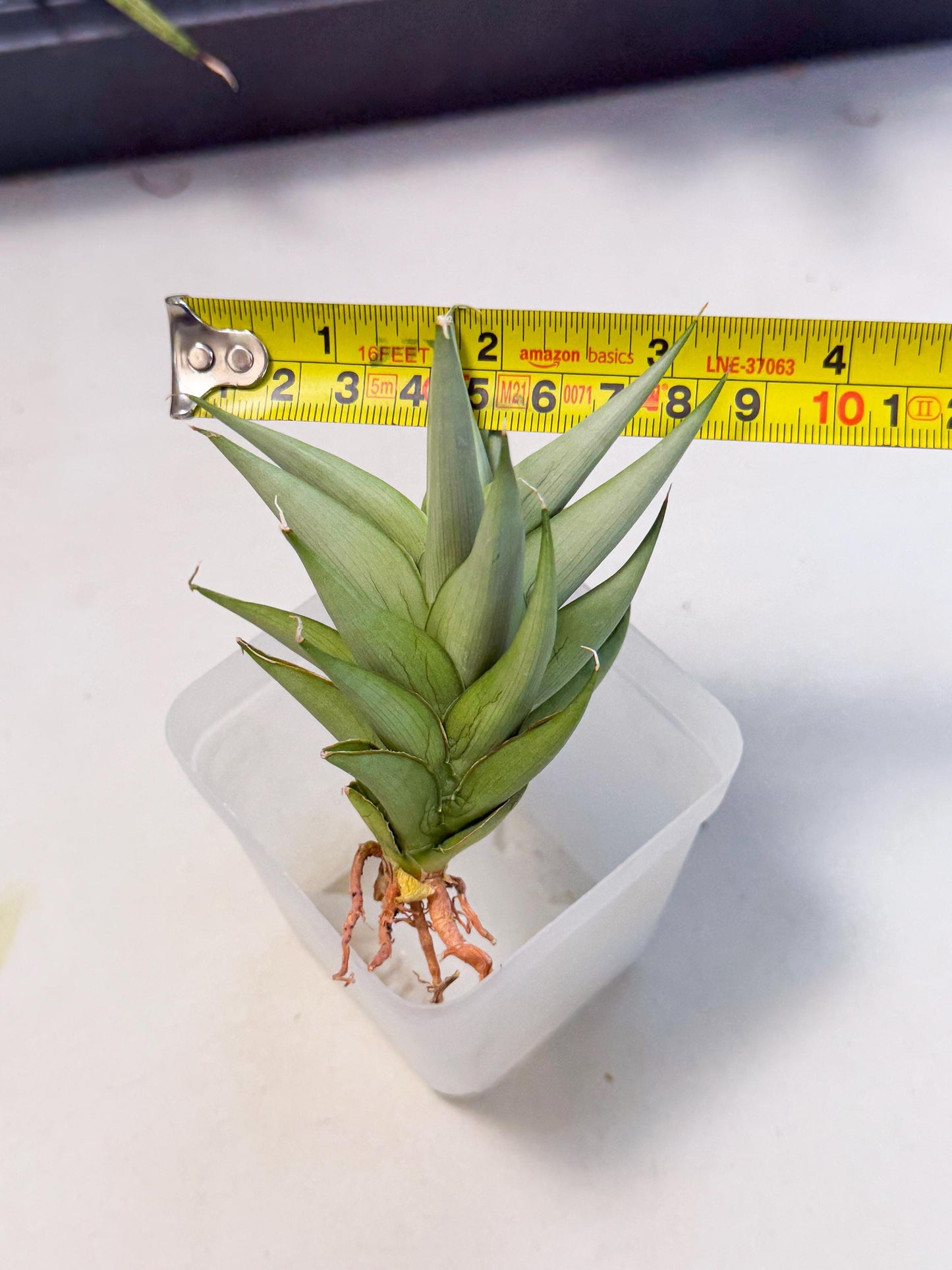 Sansevieria Helen (ca2) (4) | Rare Plant